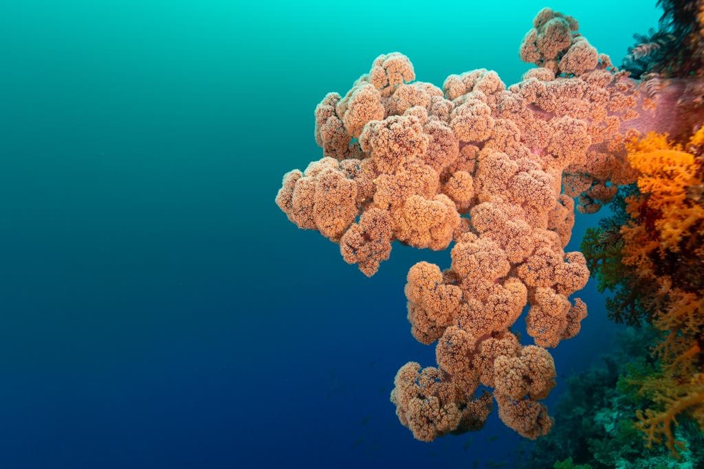 フィリピンの海中のイメージ風景