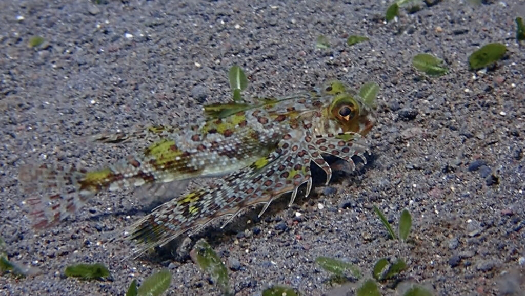 砂地を泳ぐフライングゴートフィッシュ