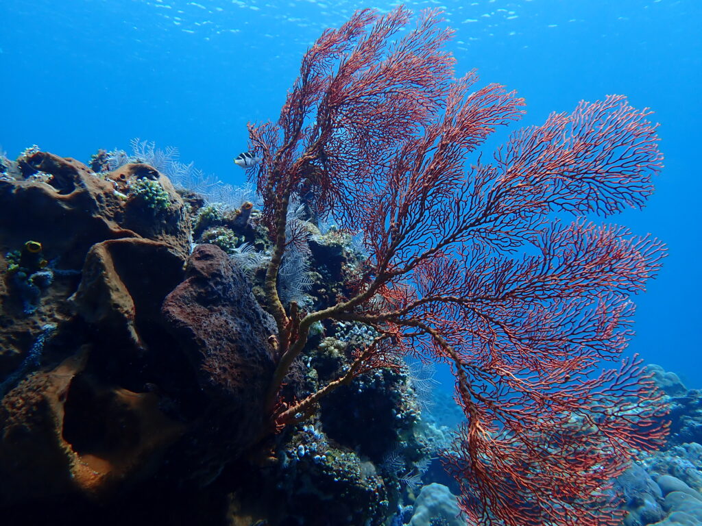 アメッドの珊瑚写真