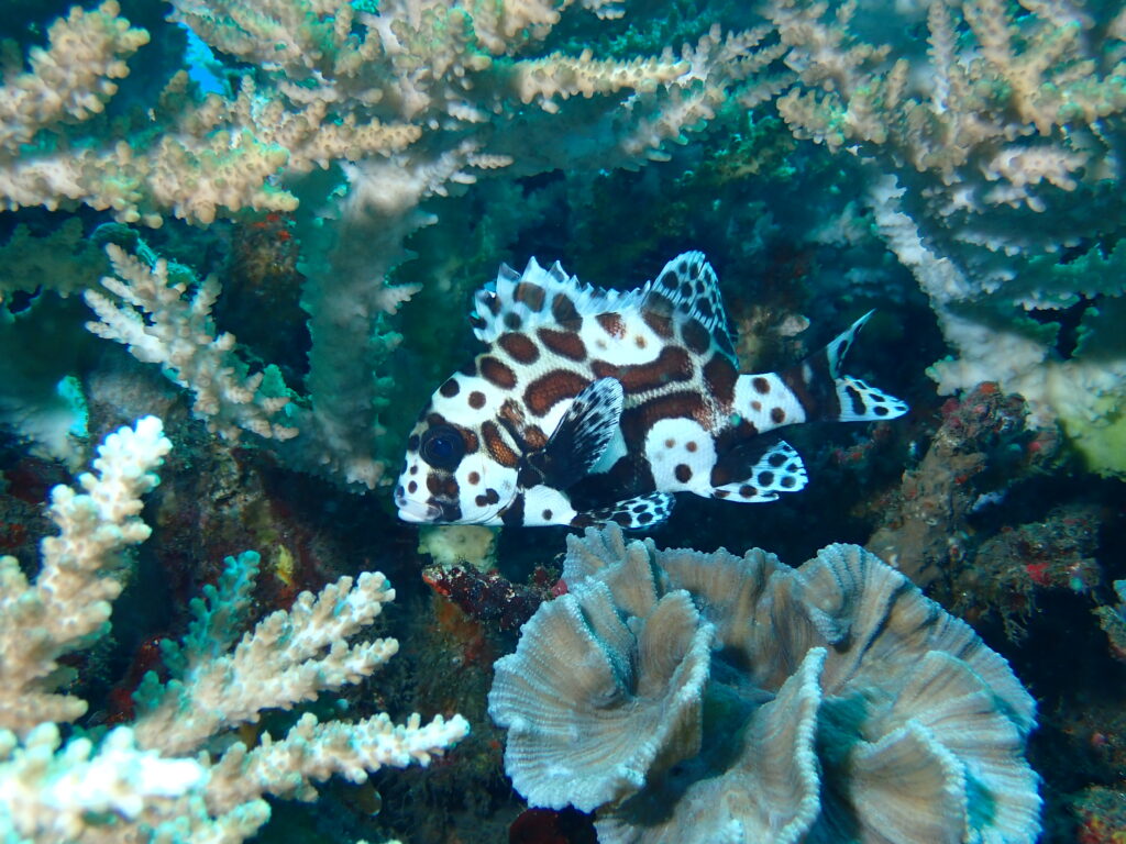 魚の幼魚