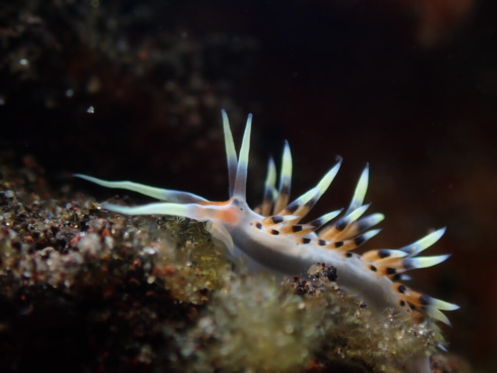 綺麗なウミウシ