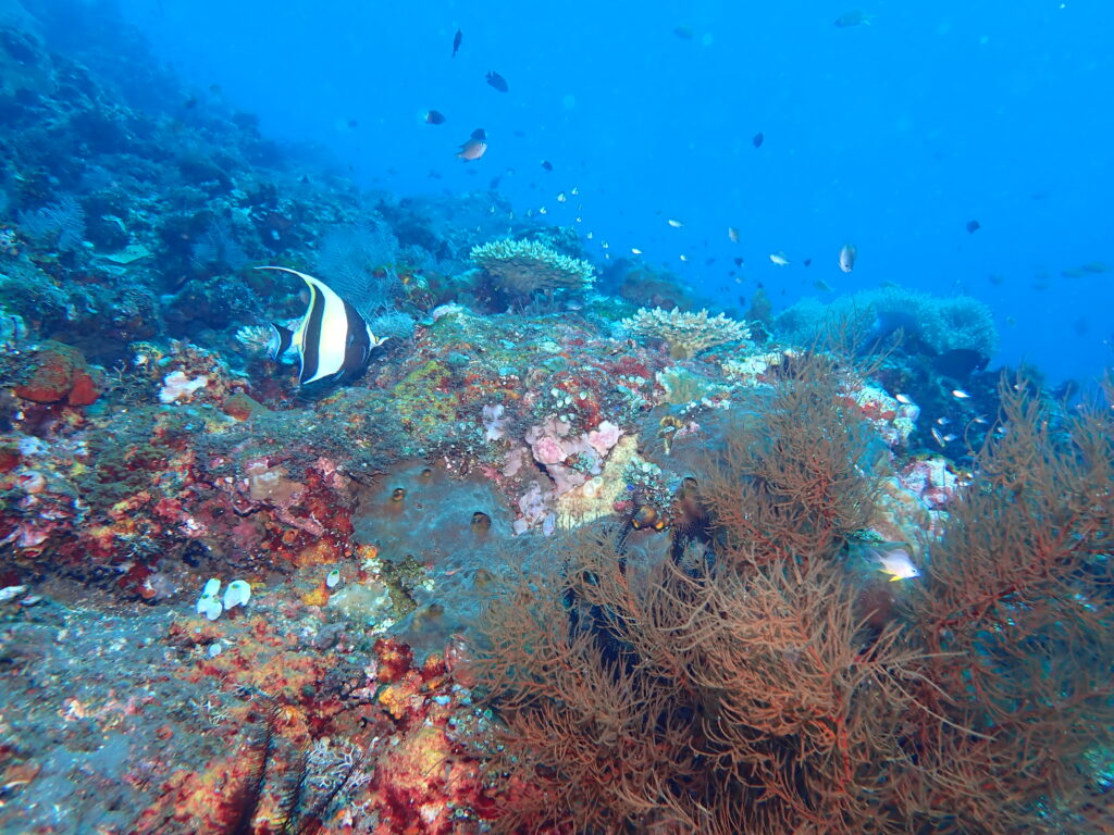 水中の珊瑚の写真