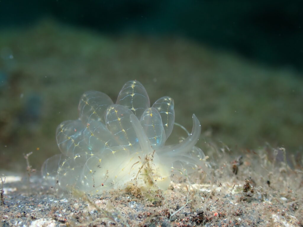 綺麗なウミウシ