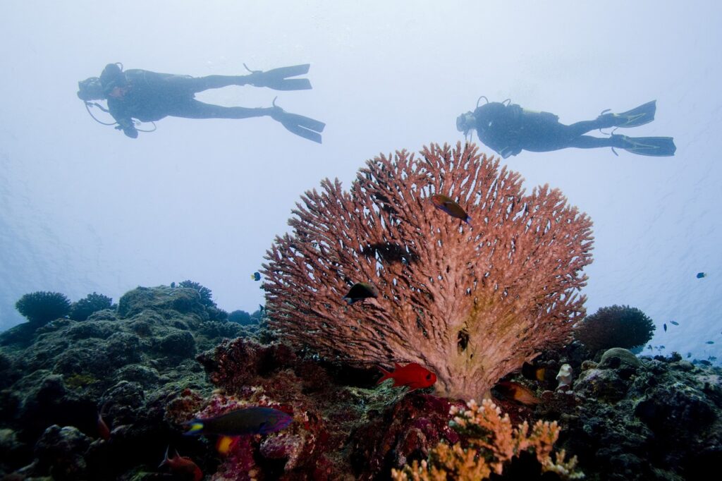 ダイバーと珊瑚