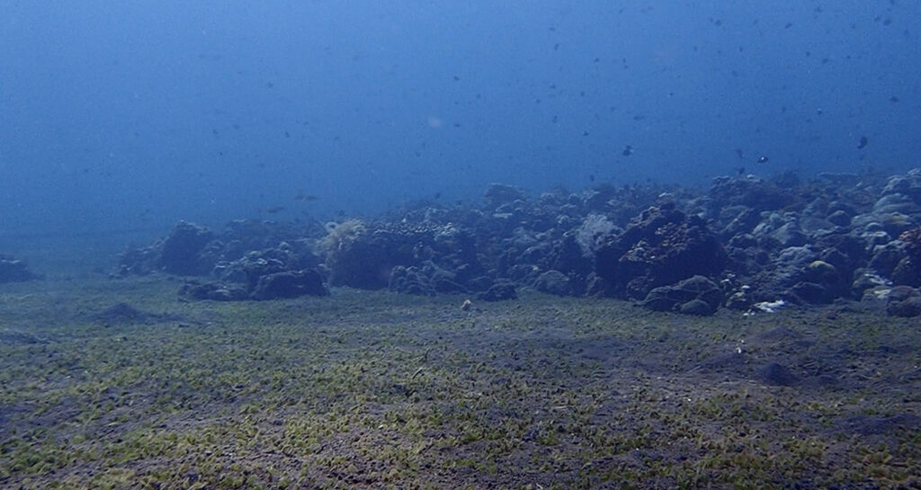 浅瀬の水中写真２